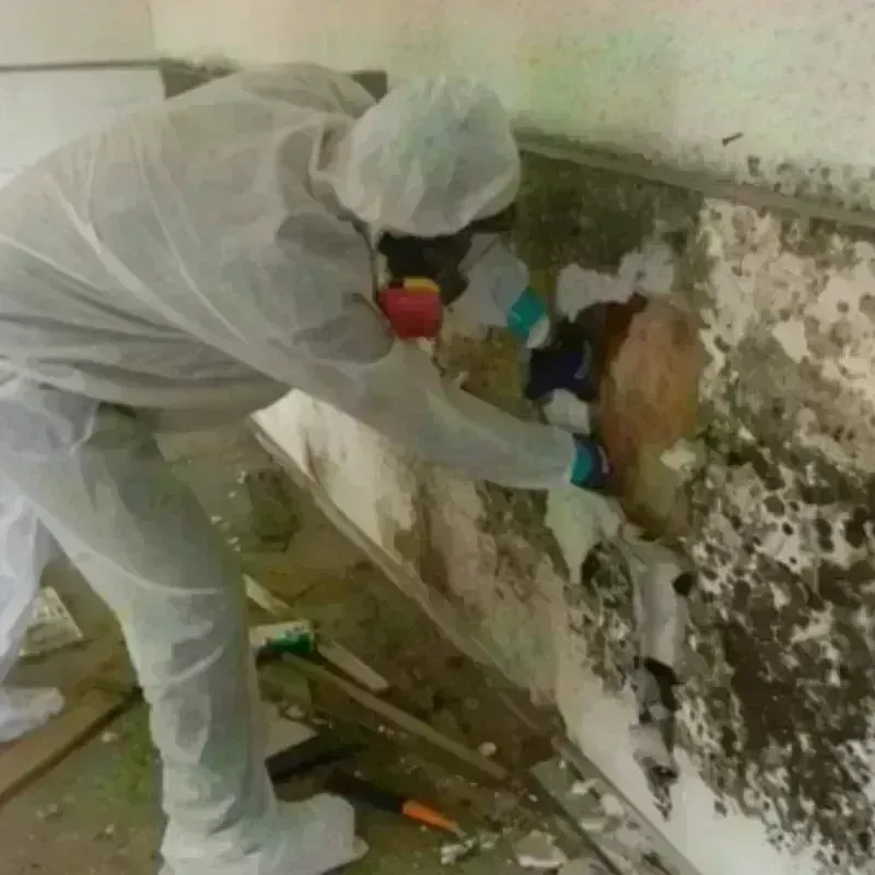 Mold Remediation and Removal in West Falls Church, VA